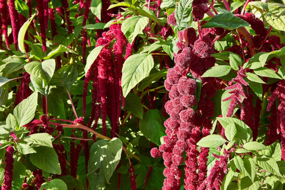 Amaranthus caudatus