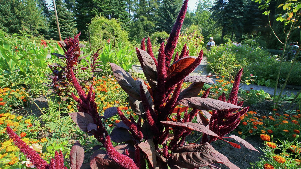 Amaranthus cruentus Амарант