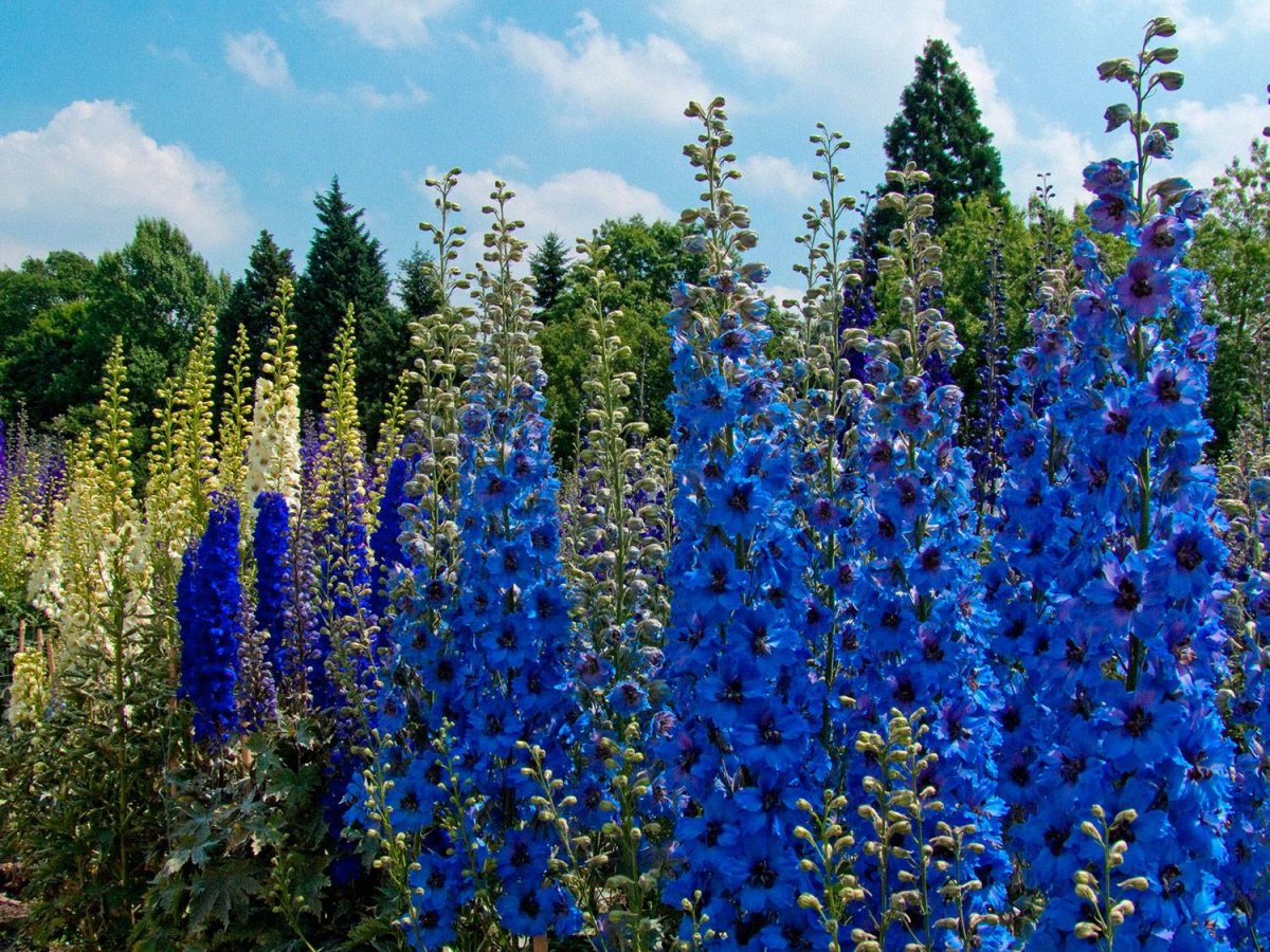 Дельфиниум Delphinium