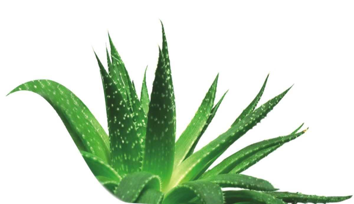 Aloe Vera описание