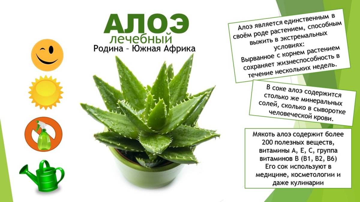 Алоэ Вера растение Эстетика