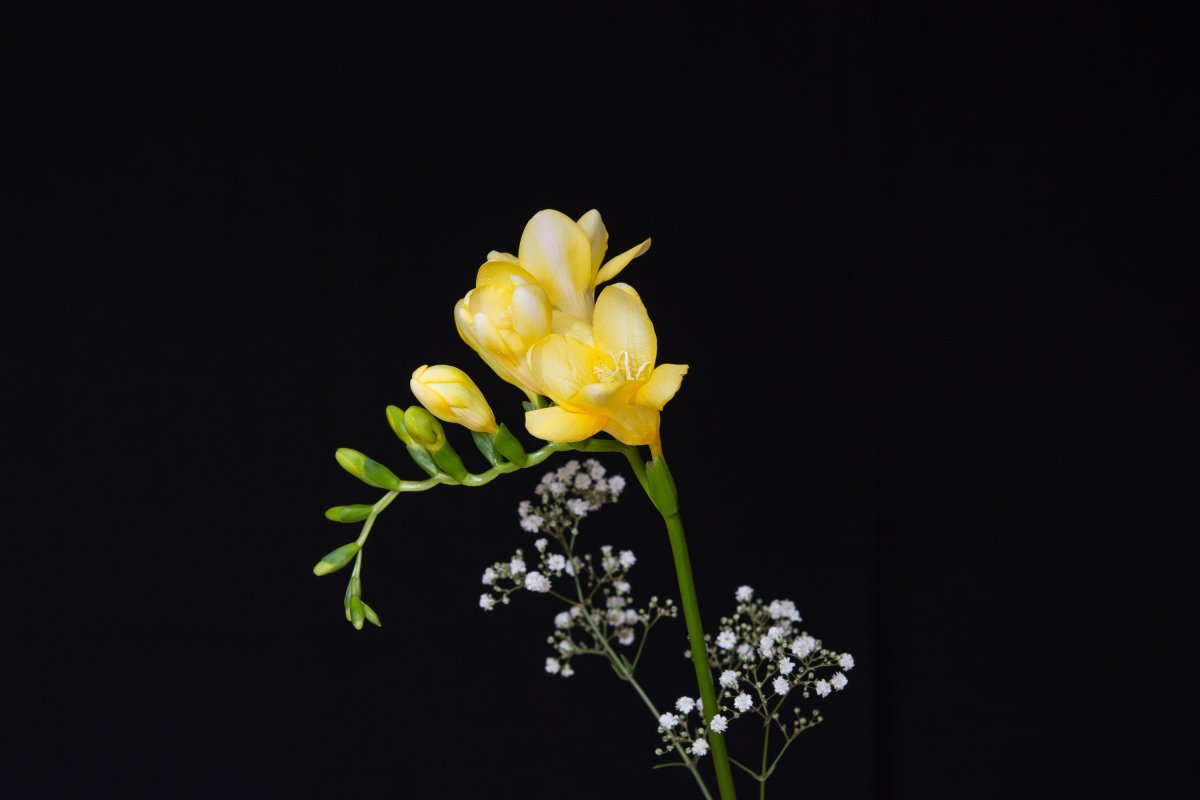 Yellow Freesia