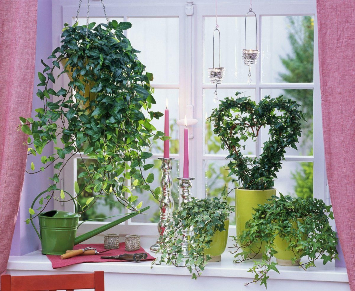 Плющ вечнозеленый (Hedera).