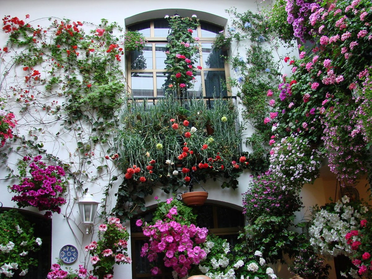 Bougainvillea Майорка