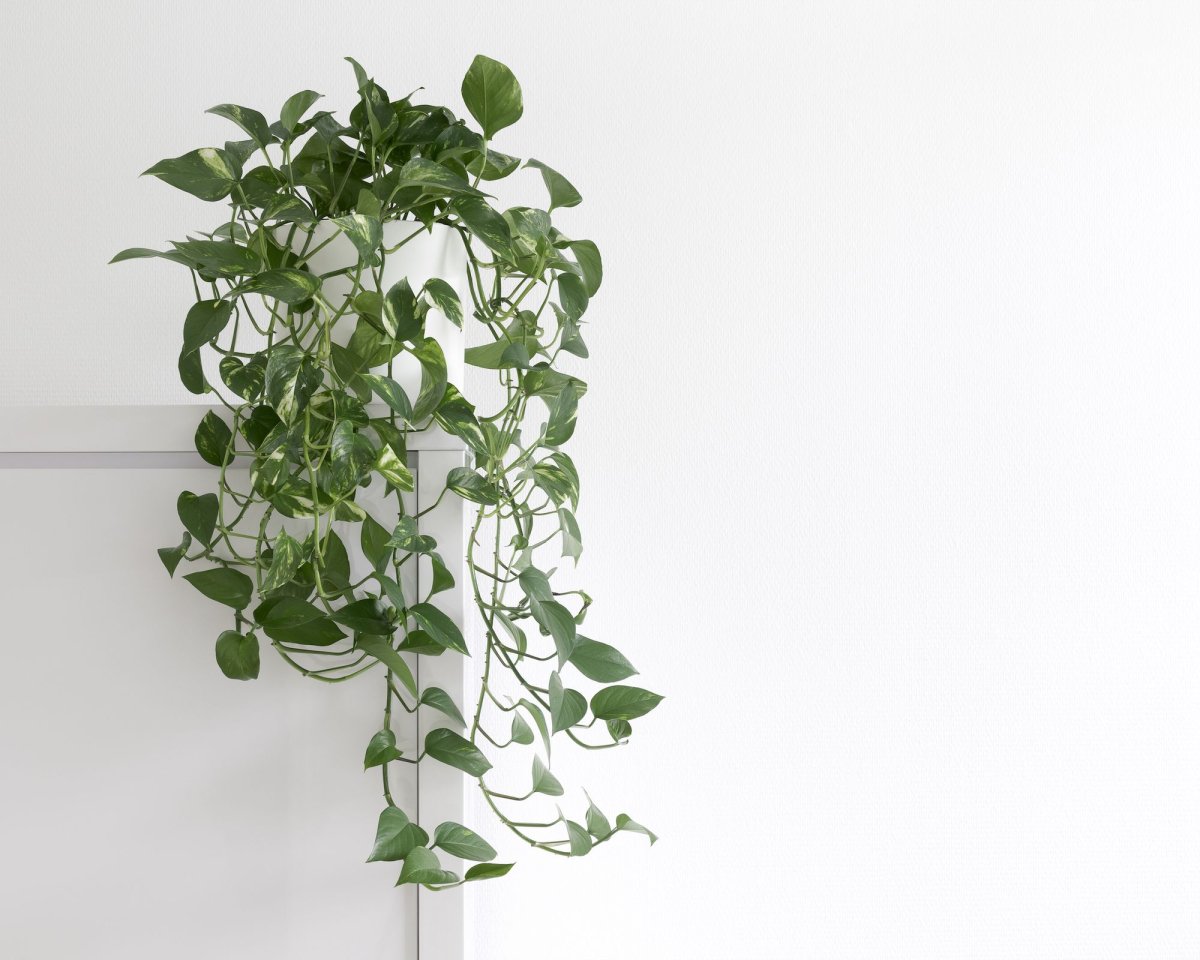 Эпипремнум Golden Pothos