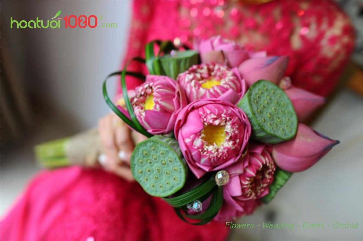 Лотосовый гибрид Lotus Queen