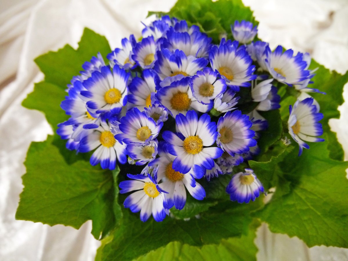 Цинерария Primavera Blueberry