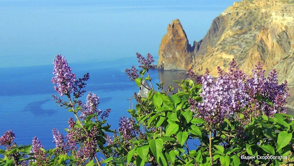 Ялта цветет Глициния