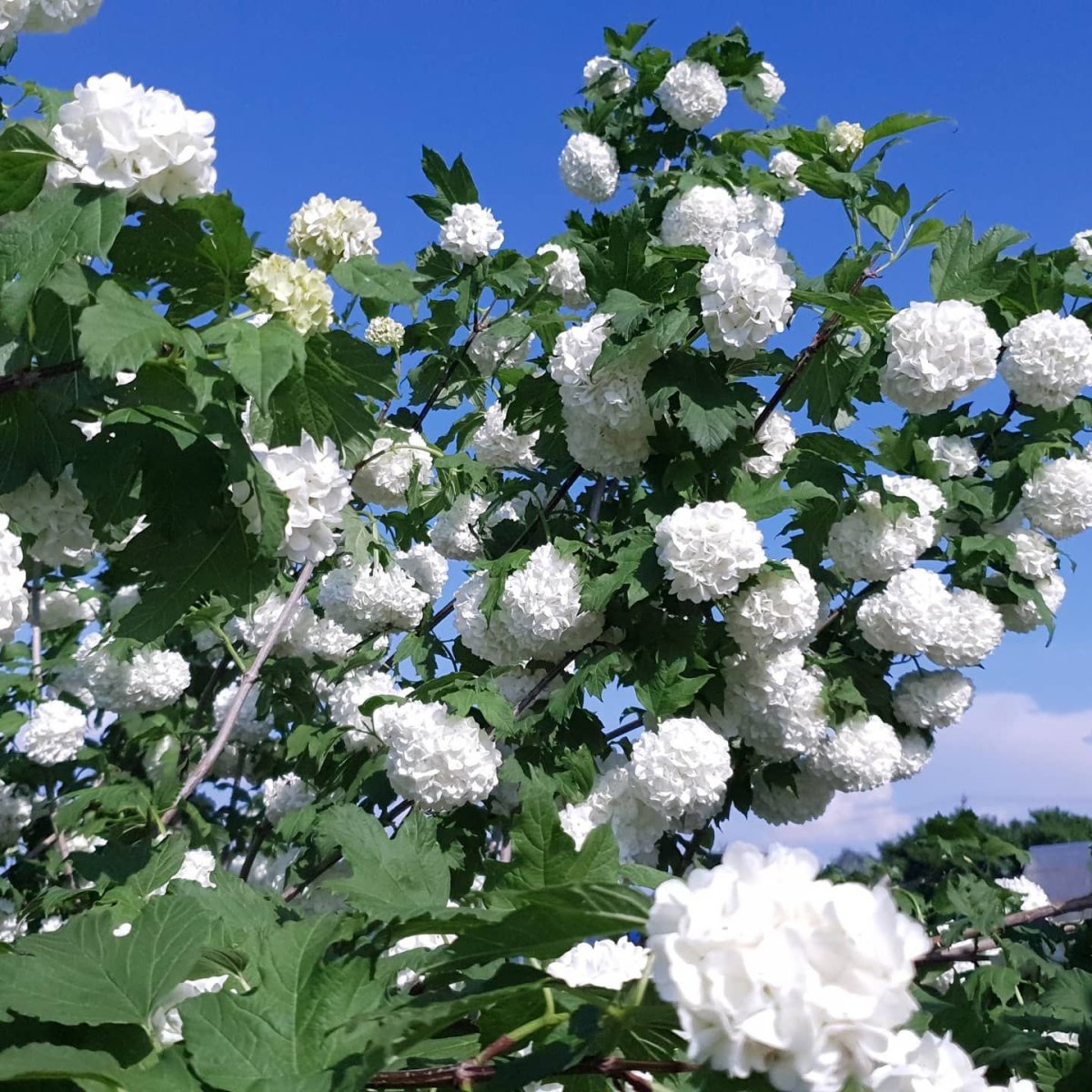 Калина бульденеж куст