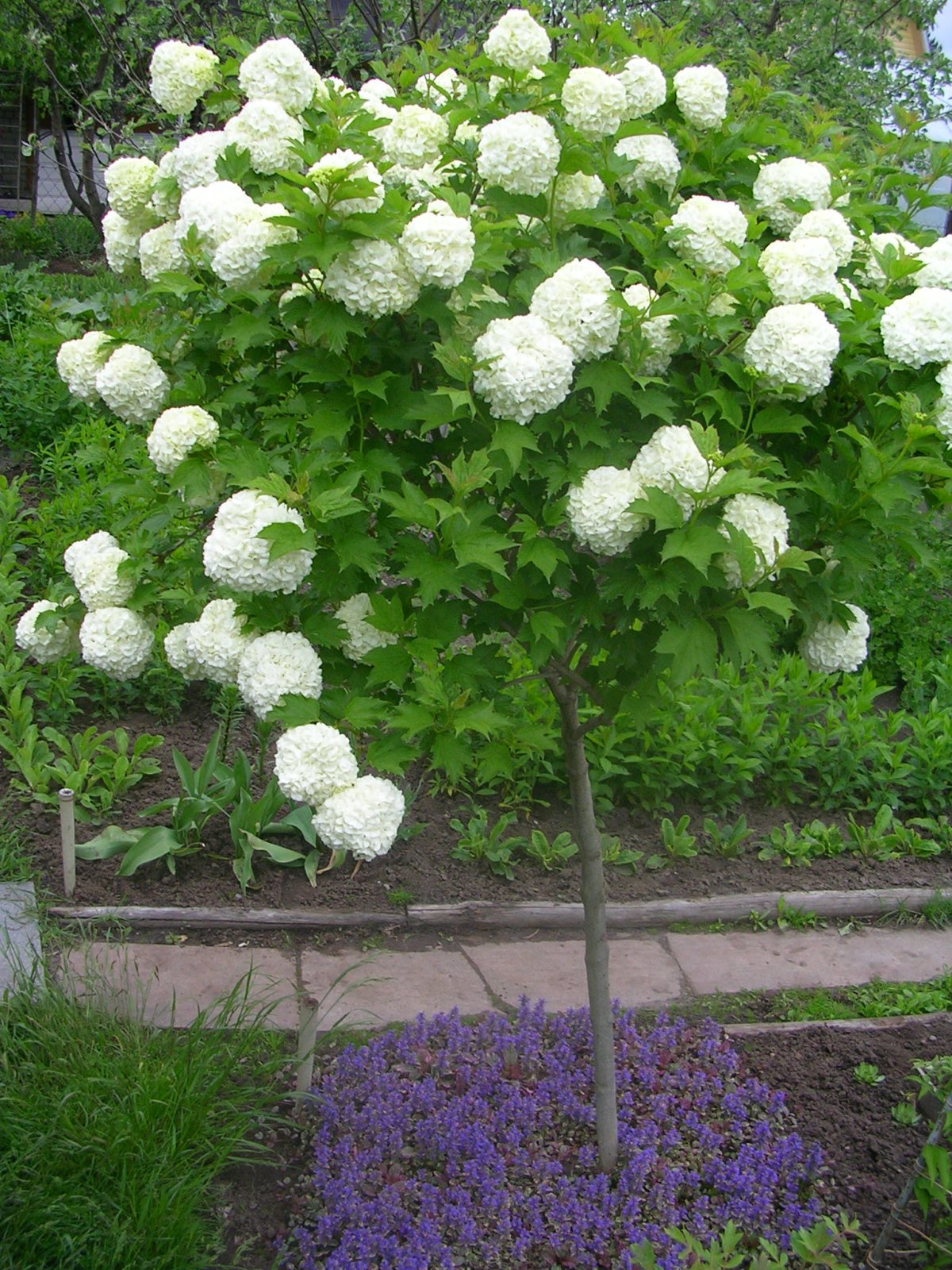 Гортензия Сибилла (Sibilla)
