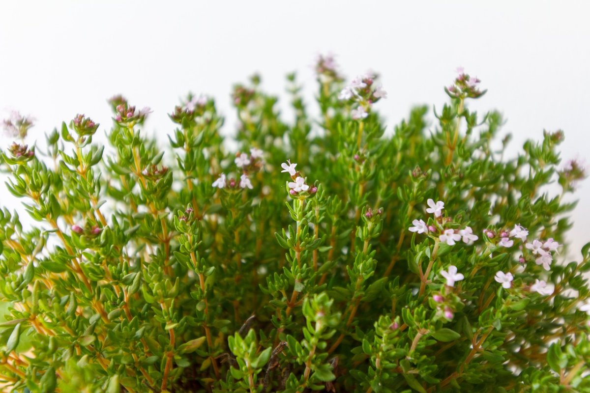 Тимьян ползучий (Thymus serpyllum)