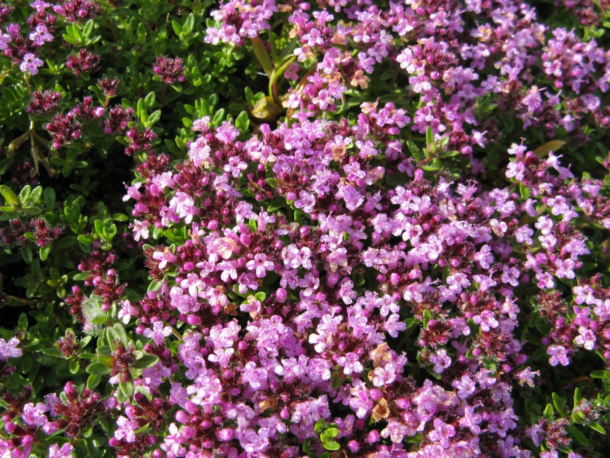 Тимьян (чабрец) ползучий (Thymus serpyllum) Альбус