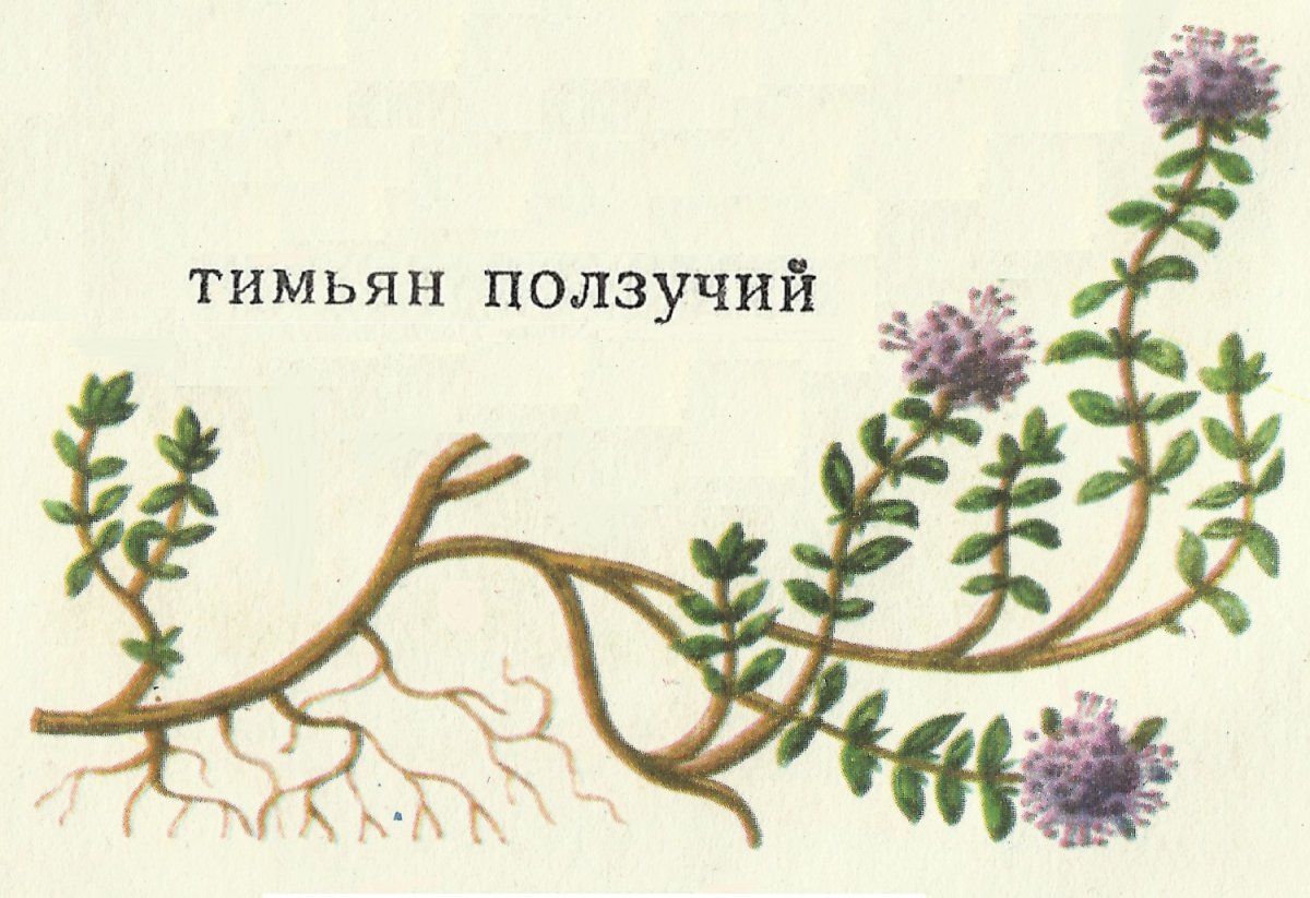 Чабер душистый