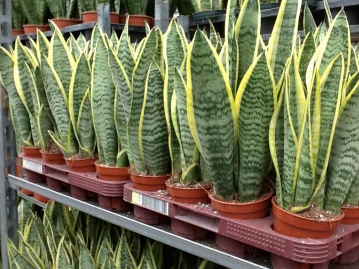 Сансевиерия, Тёщин язык или щучий хвост(Sansevieria)
