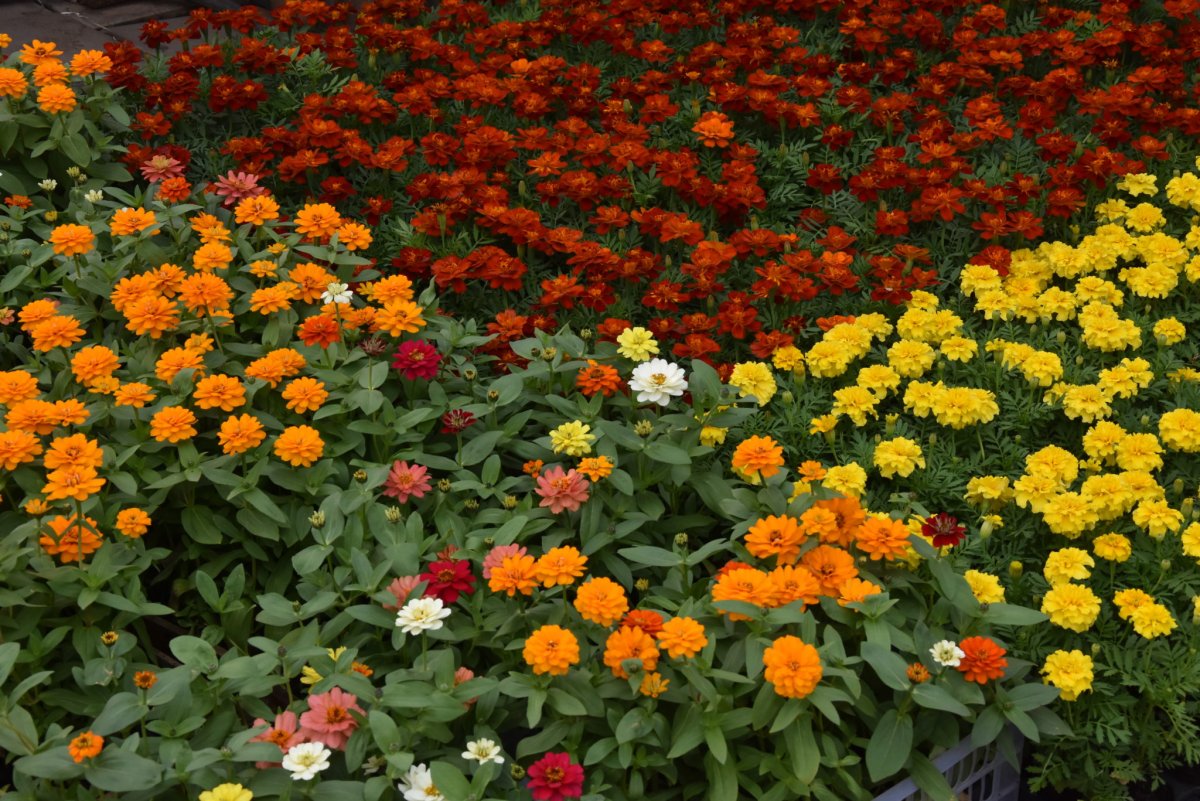 Тагетес Bonanza Orange