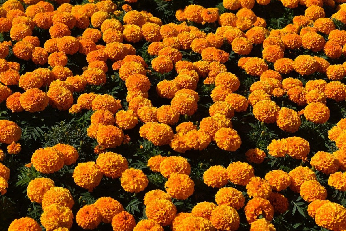 Календула, бархатцы Garden Marigold