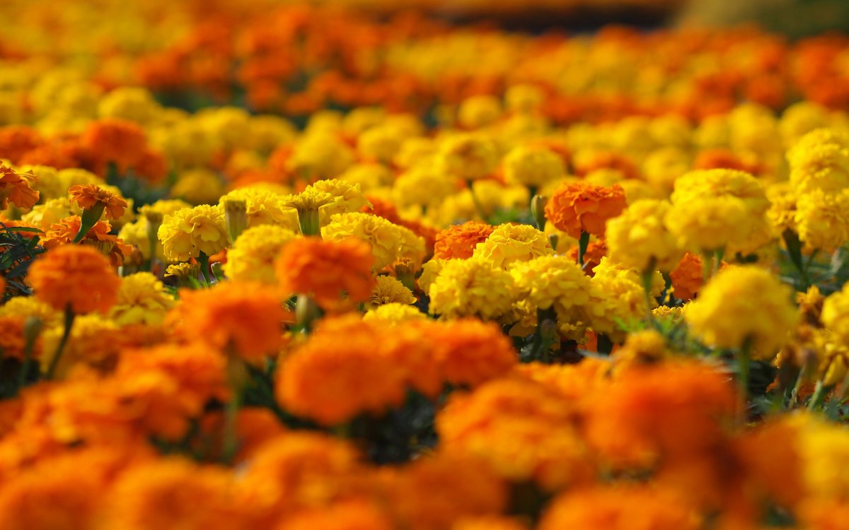 Оранжевые цветы для клумбы