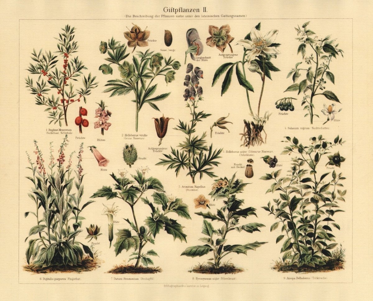 Althaea officinalis Ботаническая иллюстрация