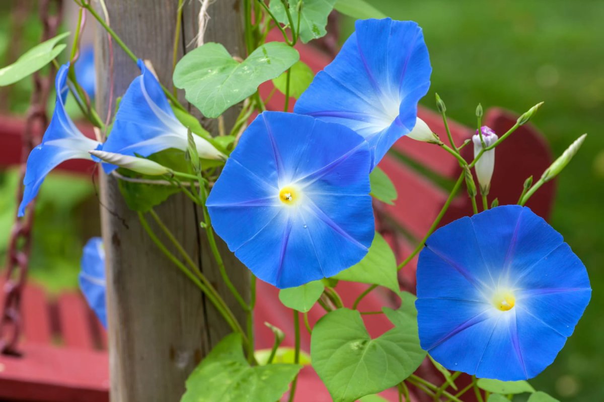 Ипомея трехцветная Ipomoea Tricolor