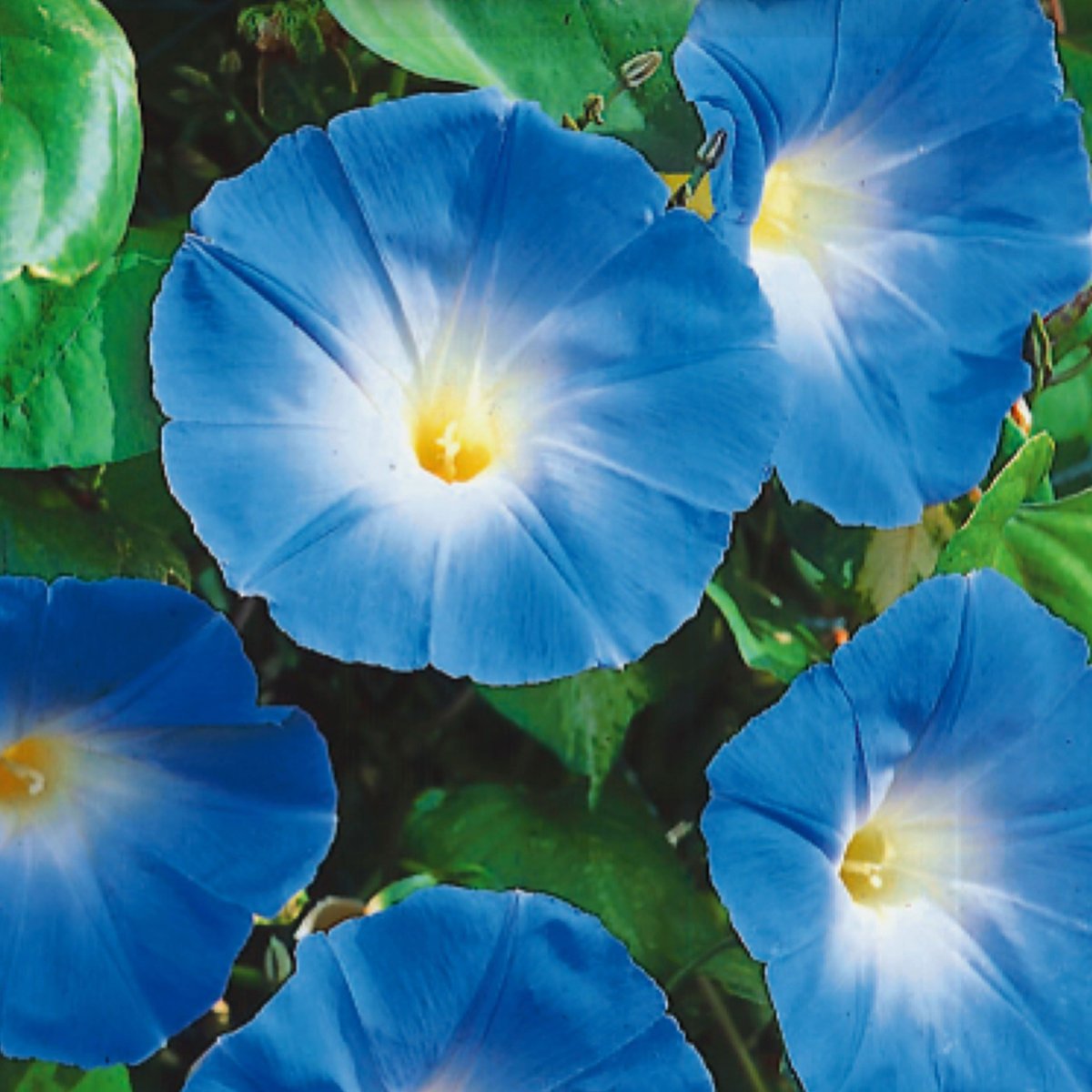 Ипомея Heavenly Blue