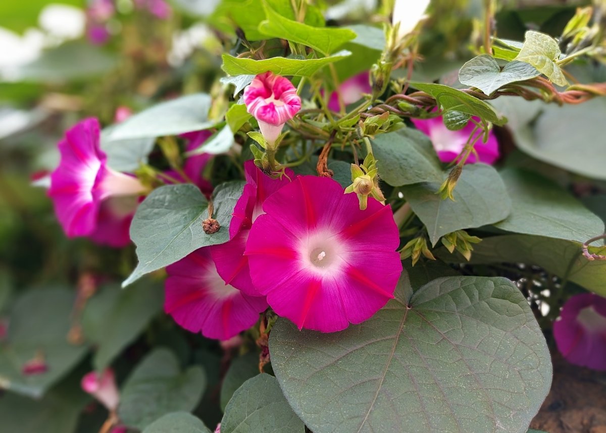 Ипомея morning Glory