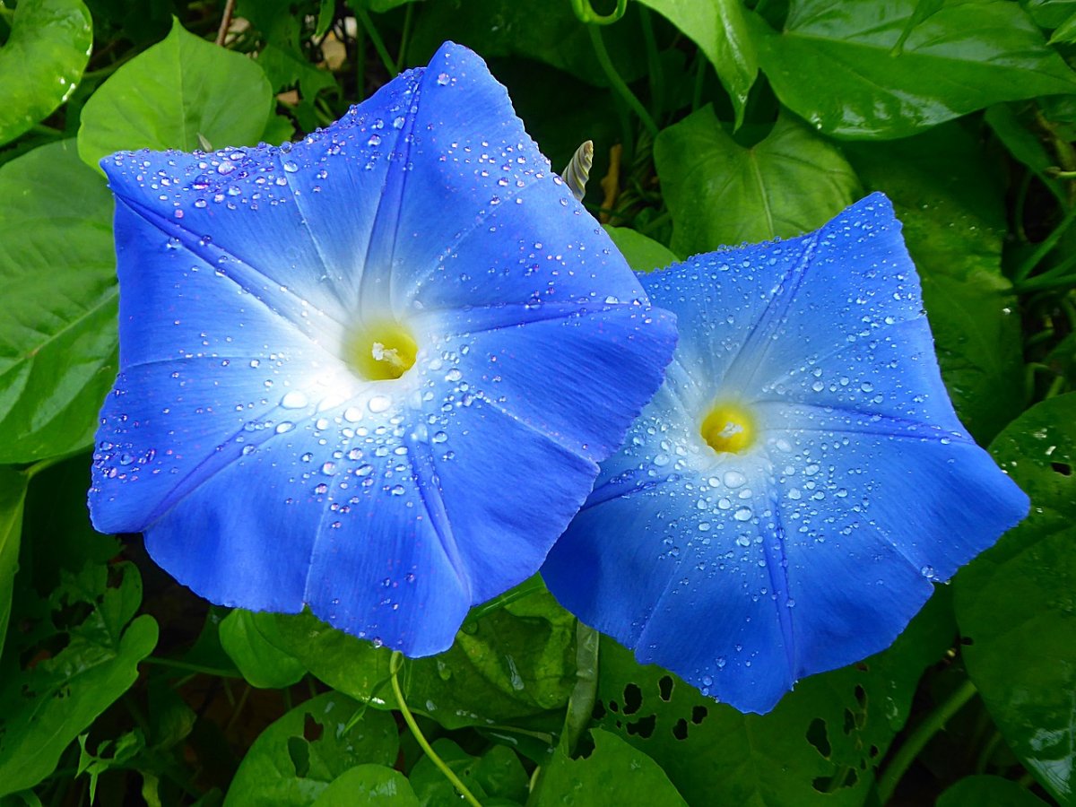 Ипомея Heavenly Blue