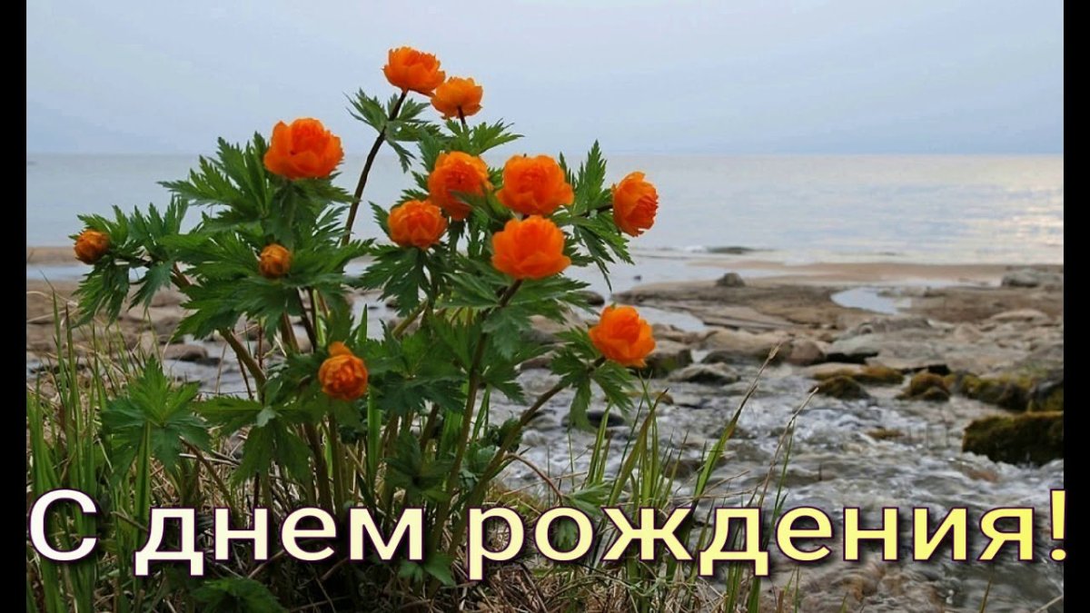 Купальница Сибирская
