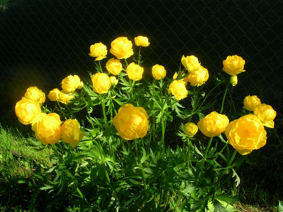 Купальница европейская