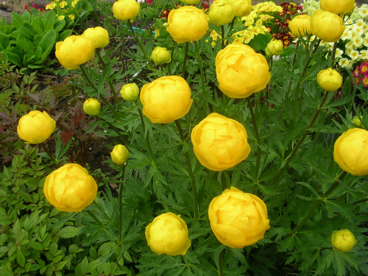 Купальница европейская