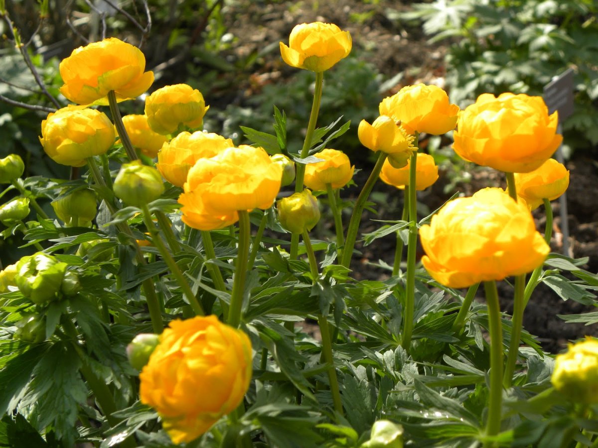 Купальница (Trollius)