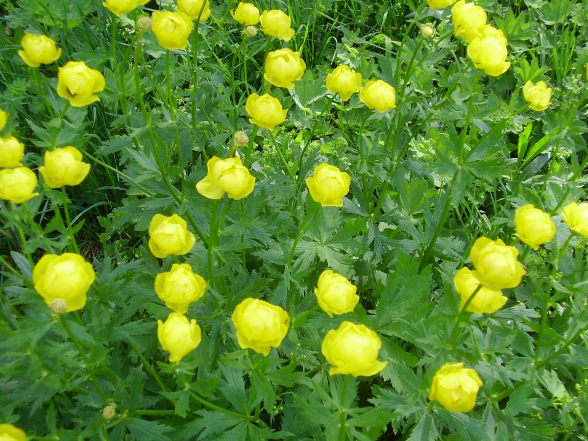 Троллиус Европейский (купальница)