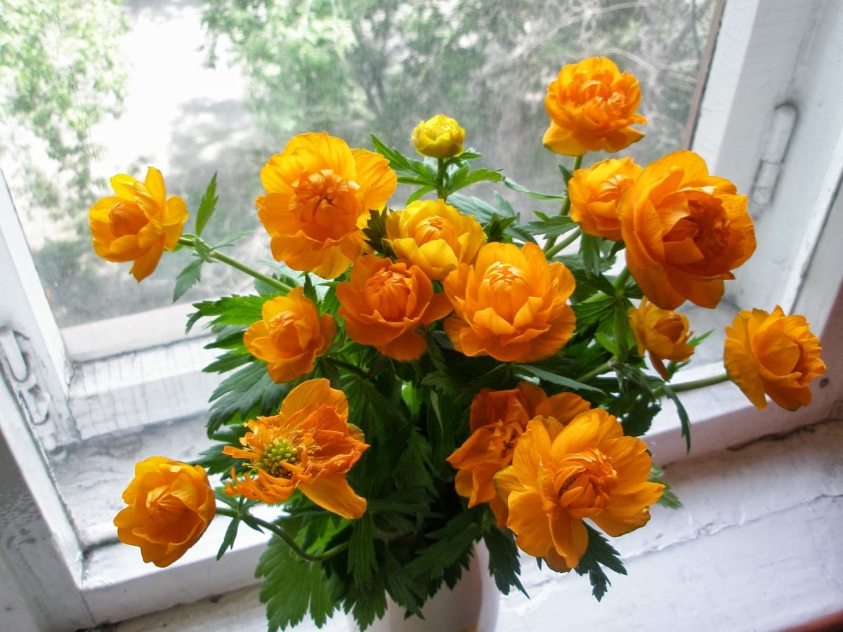 Trollius europaeus
