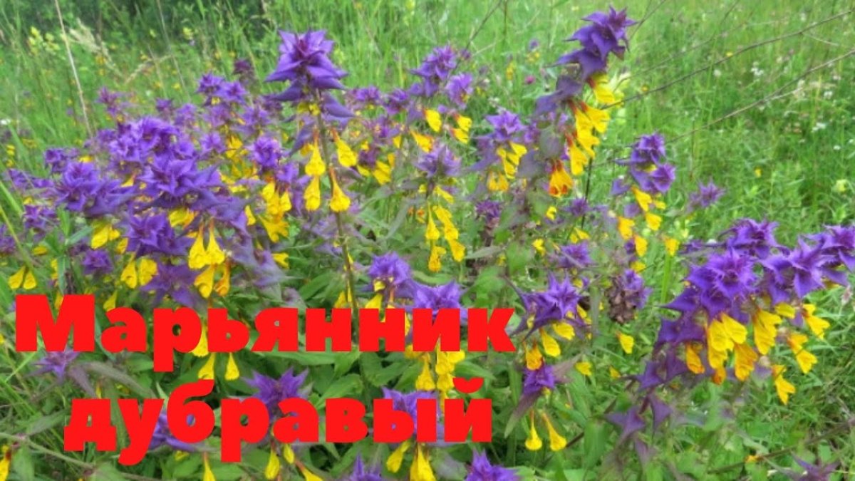 Марьянник гребенчатый