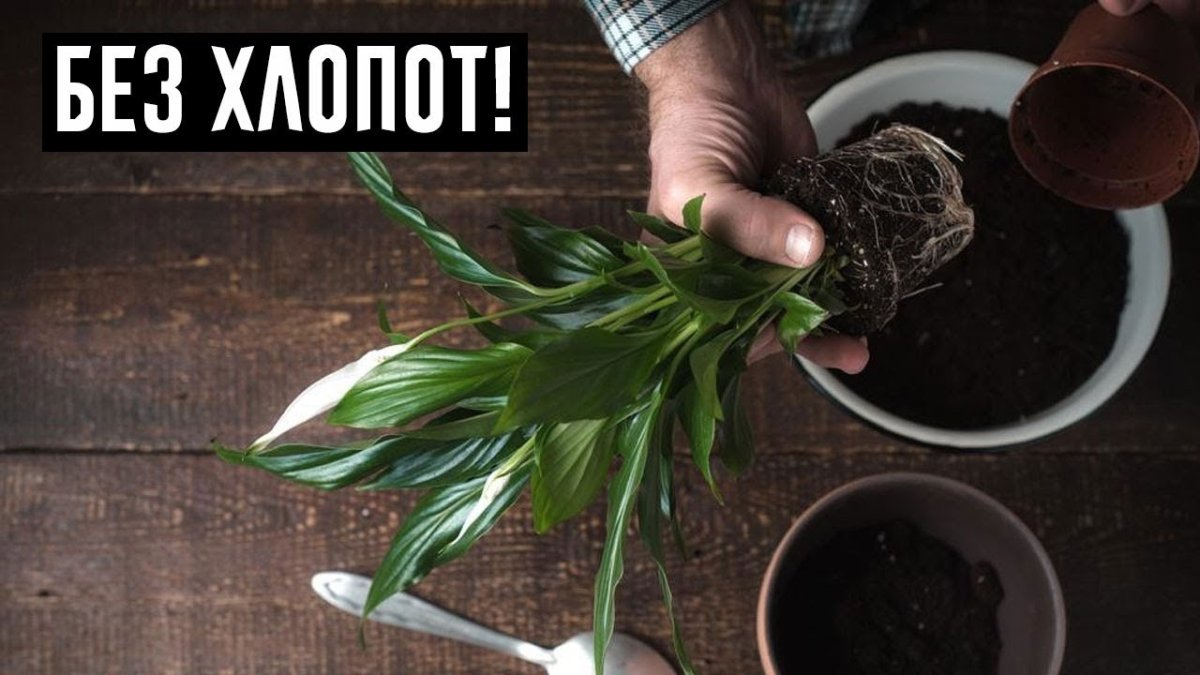 Спатифиллум мужегон