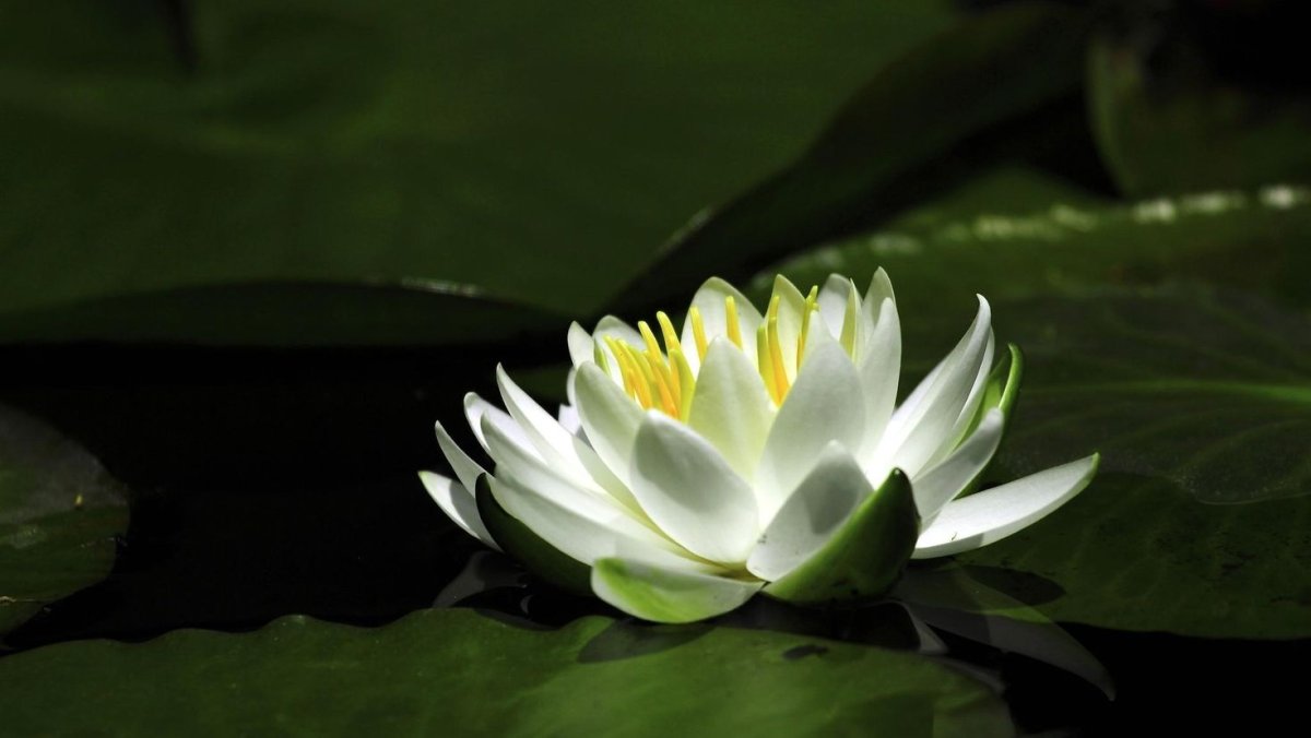 Кувшинка Nymphaea Albatross