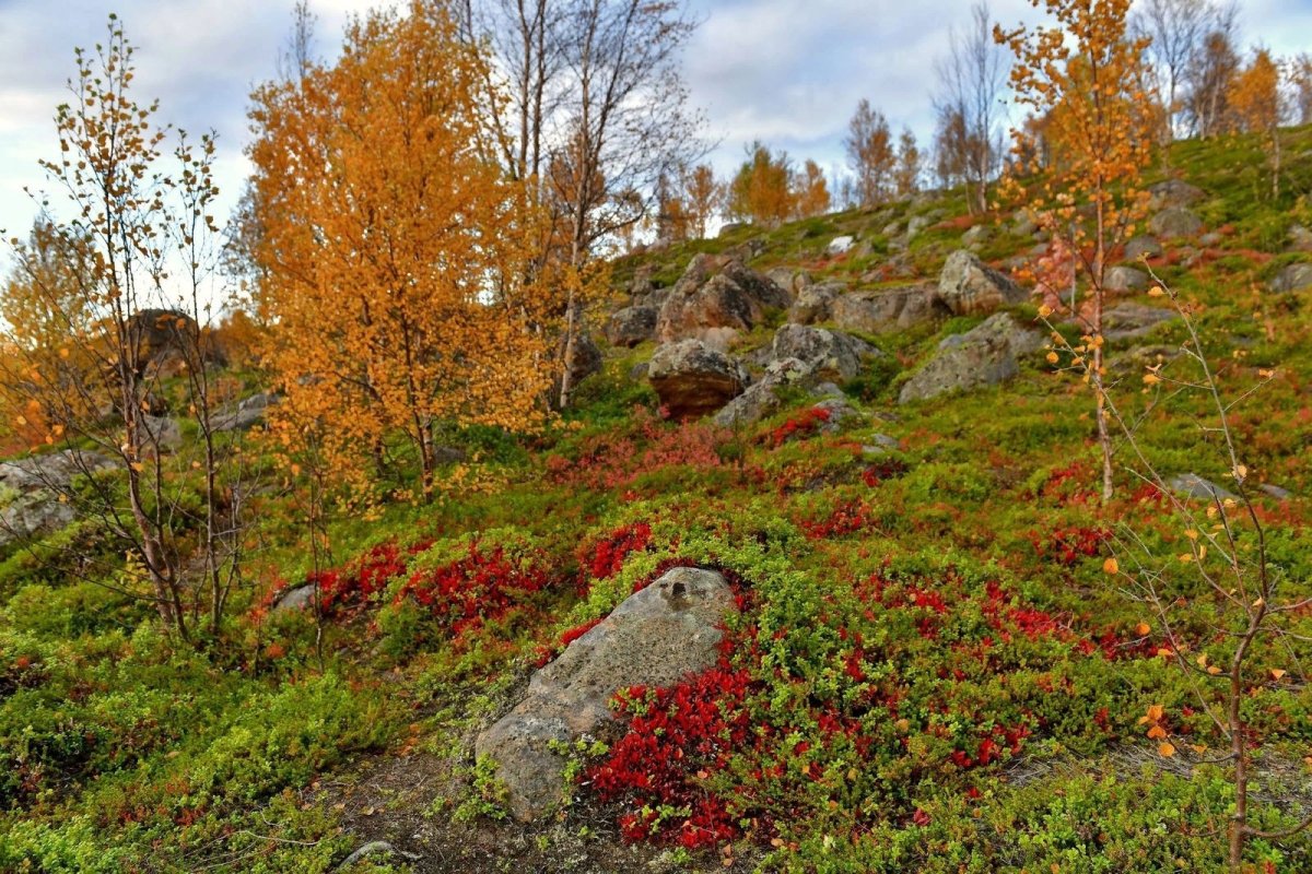Первоцвет лесотундры ЯНАО