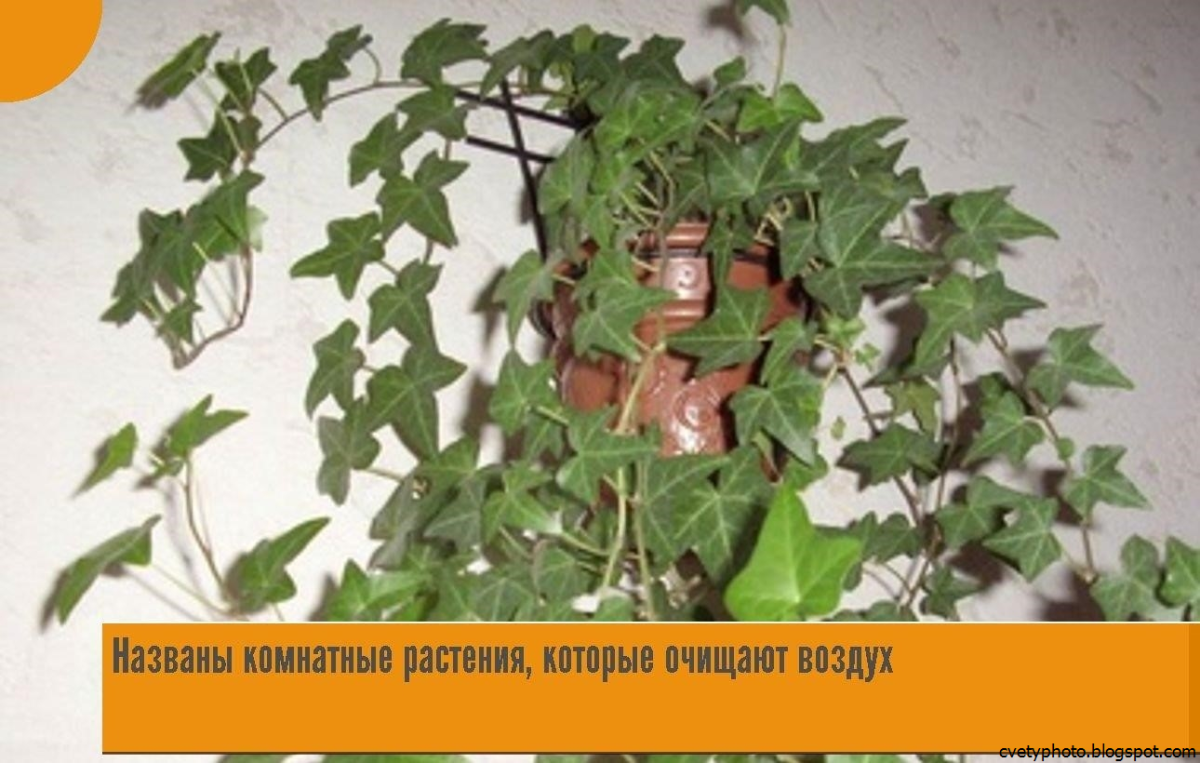 Фикус Пумила