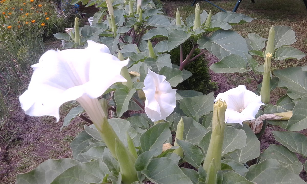 Datura innoxia - дурман индейский