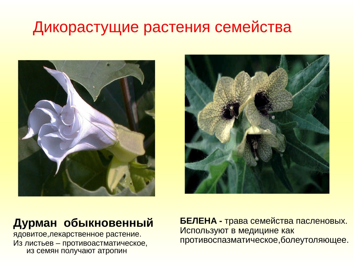 Датура дурман балерина Парпл