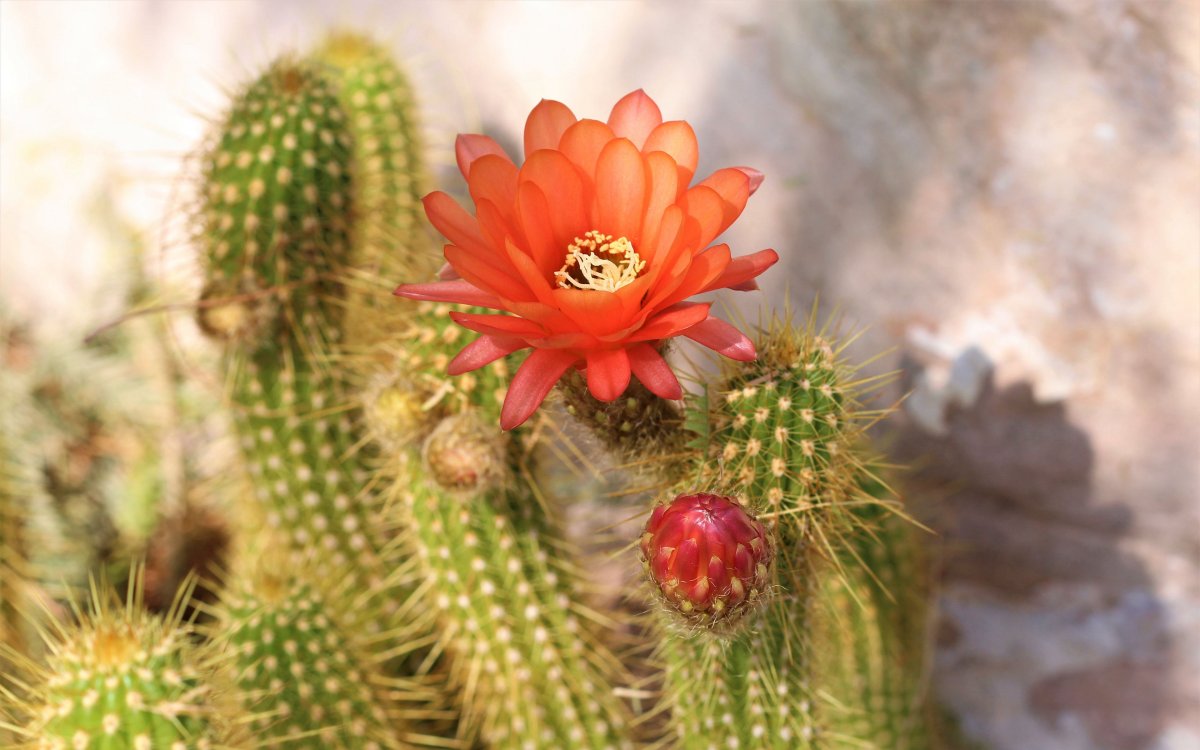 Нотокактус Notocactus_ Minimus