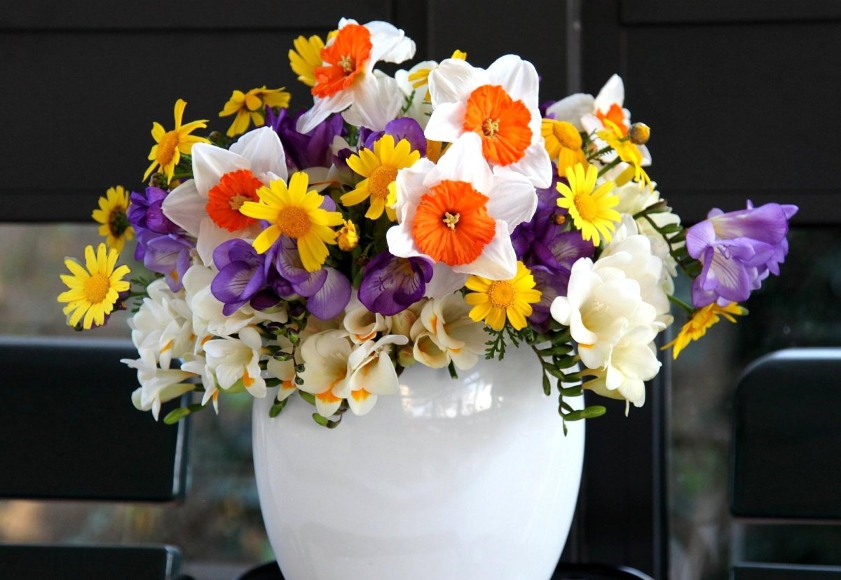 Фрезия (Freesia)