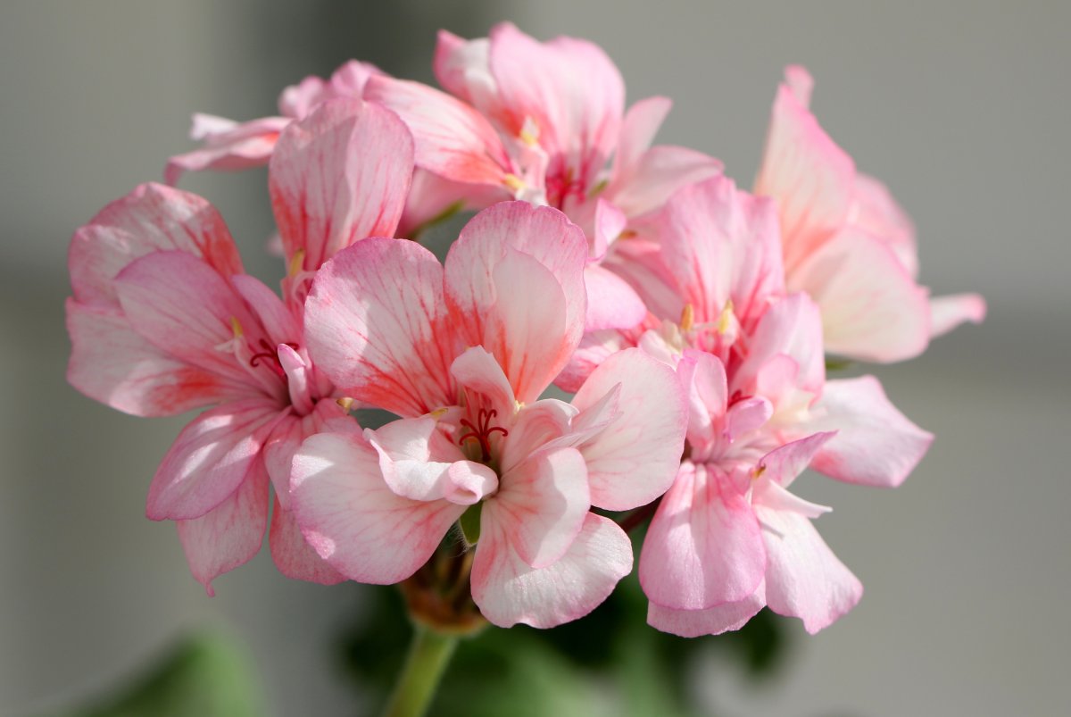 Pink Geranium пеларгония