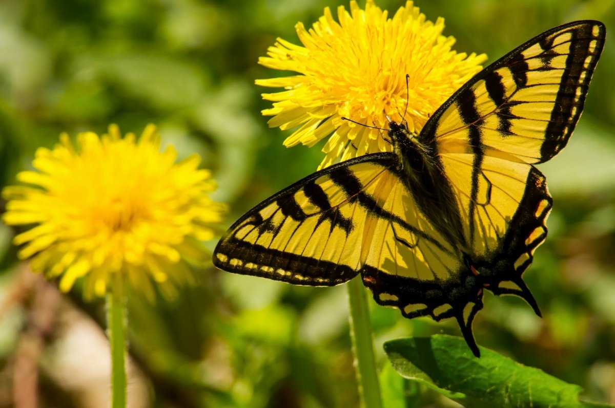 Парусник главк Papilio Glaucus