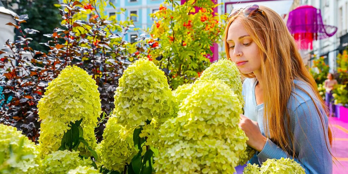 Парад цветов Bloemencorso в Голландии