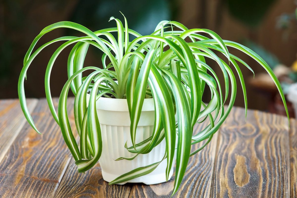 Хлорофитум хохлатый Chlorophytum comosum