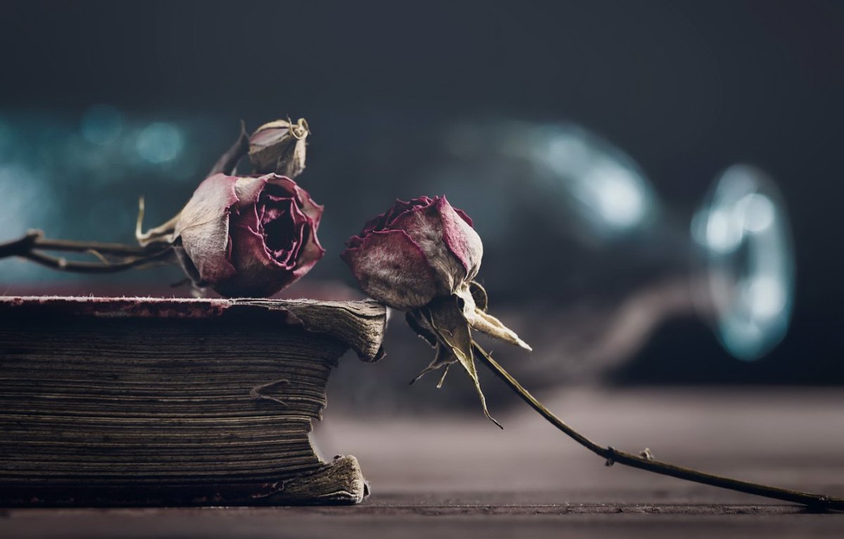 Сухая роза в книге