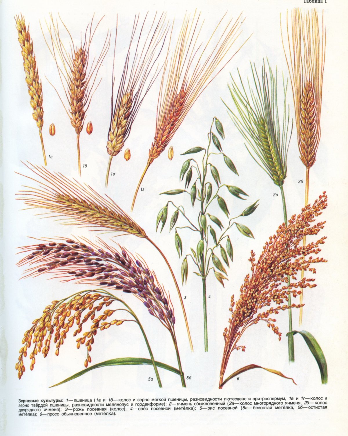 Гречиха чб рисунок