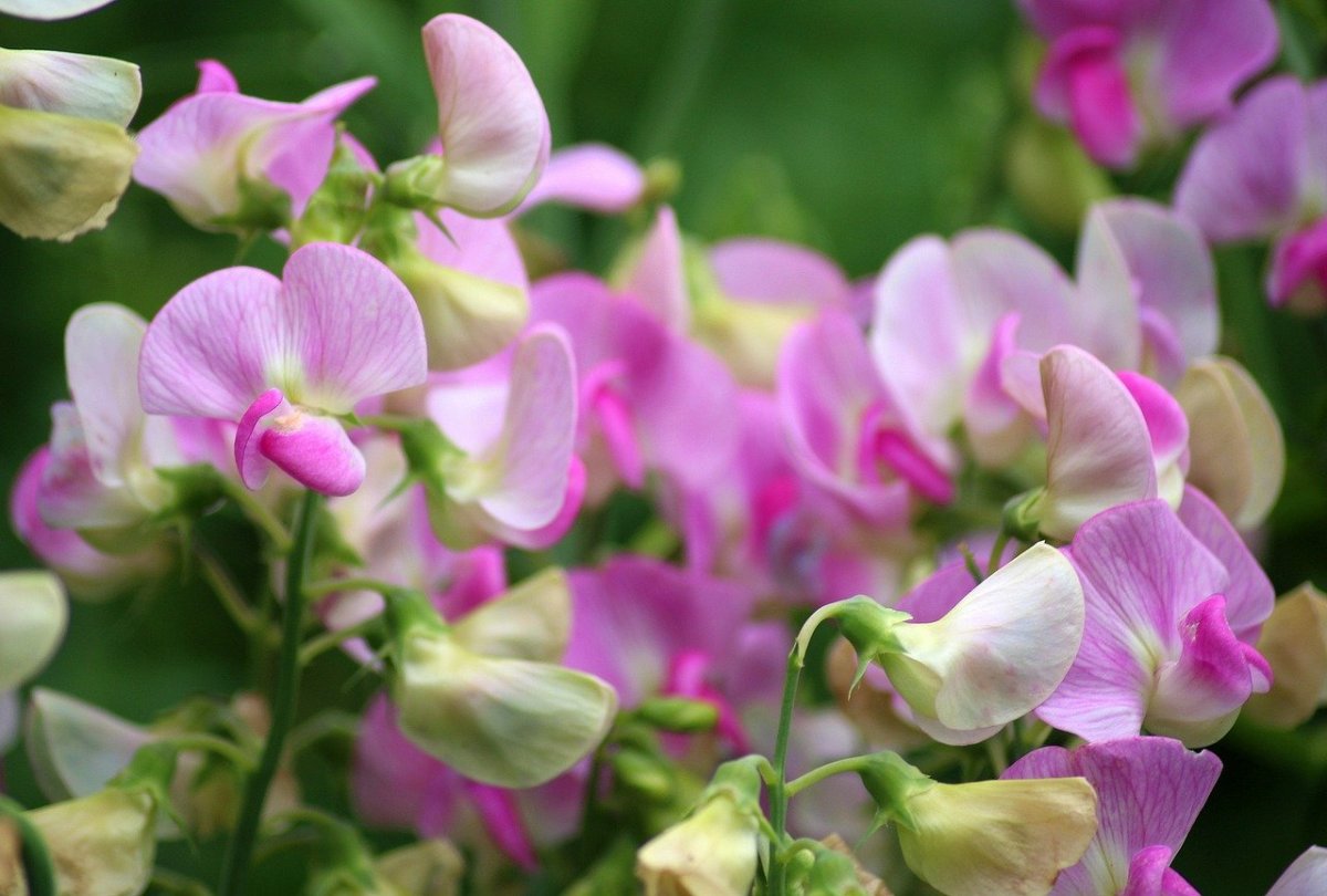 Душистый горошек (Lathyrus odoratus)