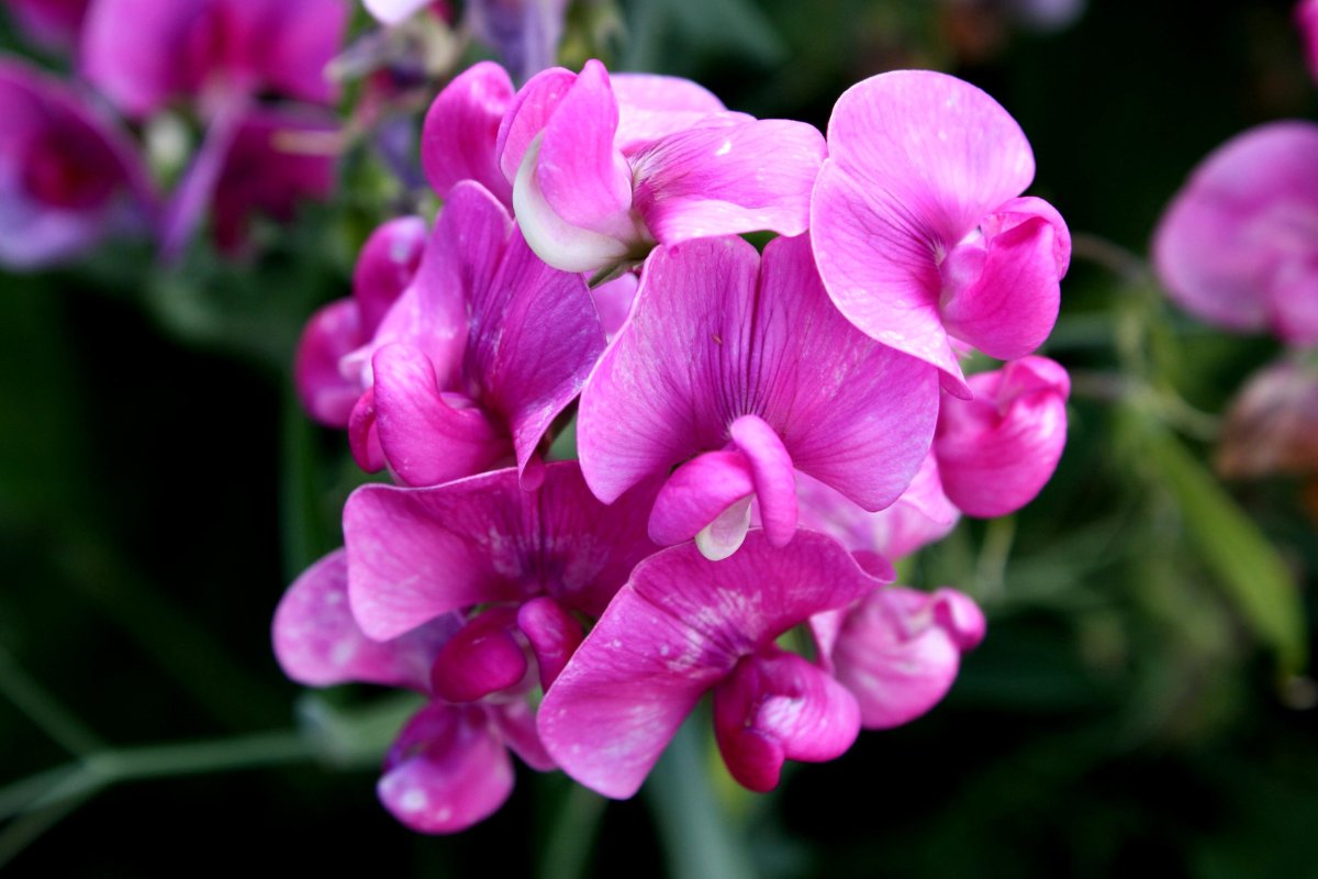 Душистый горошек (Lathyrus odoratus)