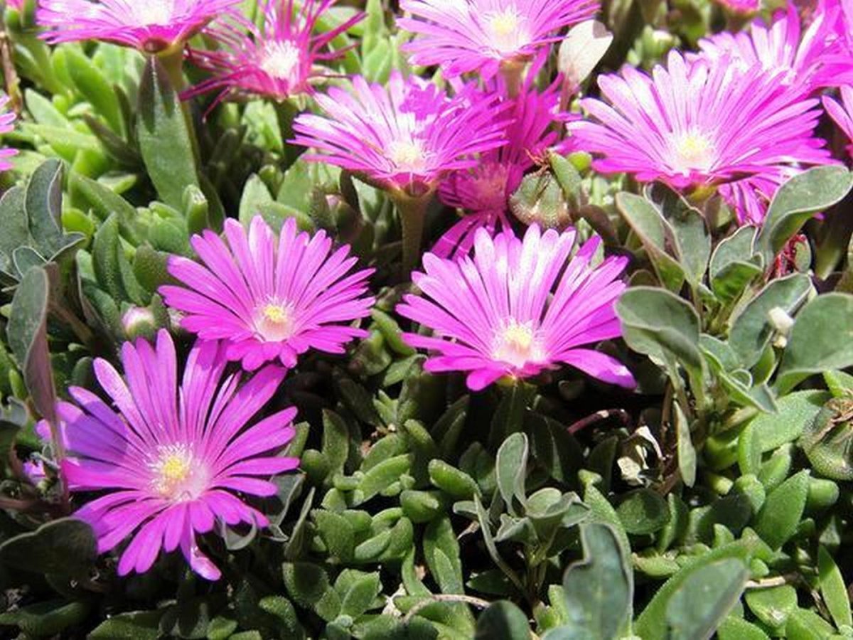 Ice Plant